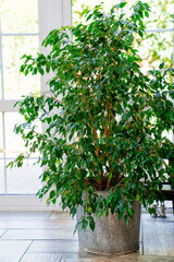 potted flower - ficus in pot. interior decoration plants.