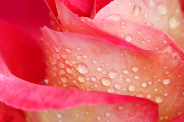 Beautiful red rose with dew drops in the garden on a sunny day. Ideal for background greeting cards