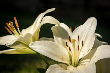 Macro photography of two white lily flowers in a garden with a dark background