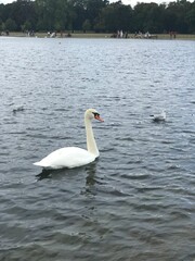 Swan in Hyde Park