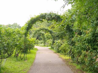 Pathway through the rose arches 