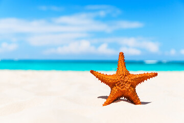 Fototapeta na wymiar Starfish on the white sandy beach