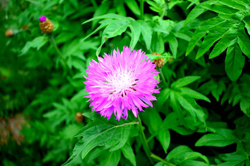 lonely pink cornflower close up as texture for background