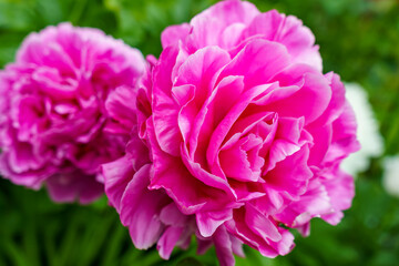 Inflorescences pink peonies on a lawn background
