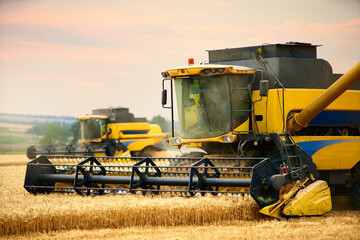 Combine harvesters working in wheat field with cloudy moody sky. Harvesting machine driver cutting...