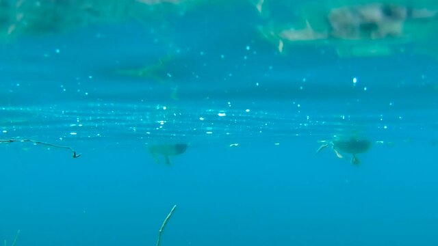 Unusual Underwater Shot Of The Paddling Feet Of A Couple Of Ducks, Swimming On A Clear Blue Lake