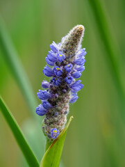 Aquatic flower, pontederia cordata, in a pond