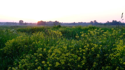 Fototapeta na wymiar summer landscape, wild yellow and white flowers in the bright rays of the sun in the dawn, beautiful sunrise sky