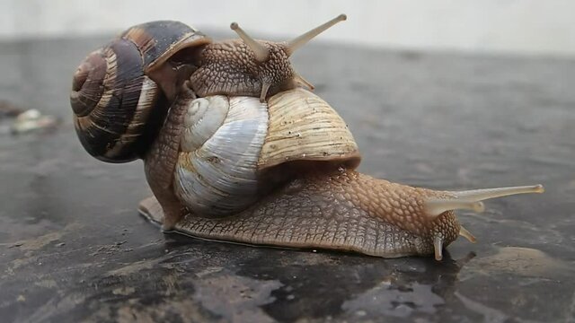 Garden snails moving, one with white shell