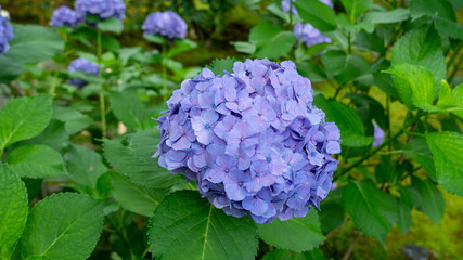 梅雨時期に雨で濡れている紫色の紫陽花