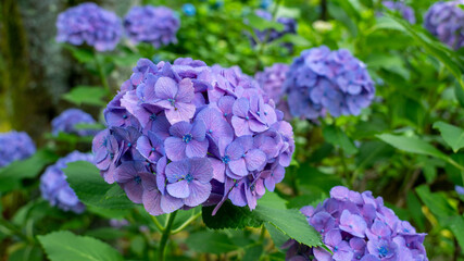 梅雨時期に雨で濡れている紫色の紫陽花