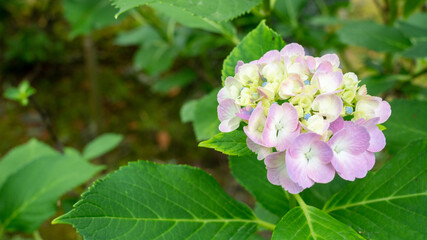 梅雨時期に雨で濡れているピンク色の紫陽花