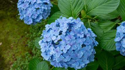 梅雨時期に雨で濡れている青色の紫陽花