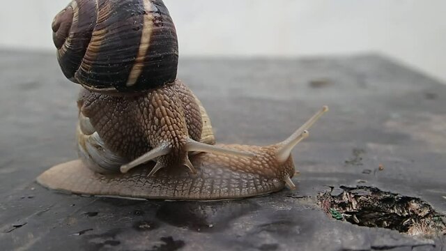 Garden snails moving, one with white shell