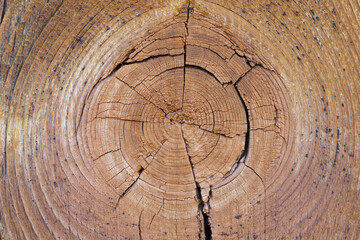 Cracked bough on an old dried weathered wooden board close-up. Natural light brown background or wallpaper. Backdrop with low contrast. Top view from above. Macro