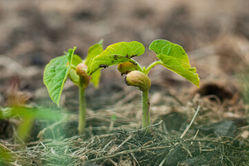 Two bean sprouts on a garden bed close-up