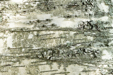 Closeup of birch bark on a sunny summer day.
