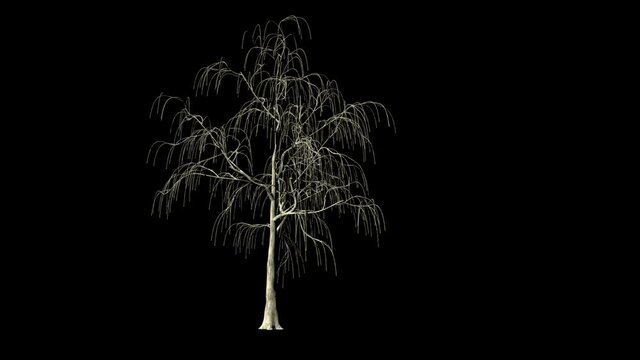 Willow Tree timelapse growing, Luma Matte attached
