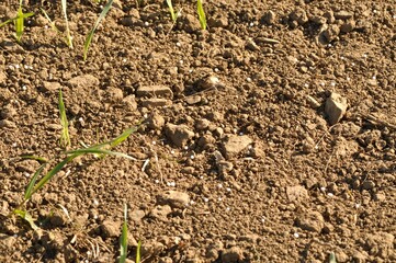 Ammonitrate pellets in a barley field
