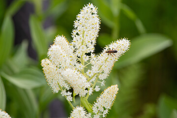 白い花　コバイケイソウ　高山植物