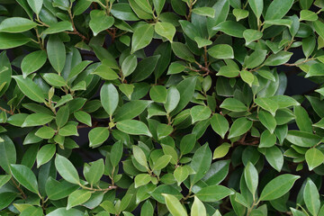 Fototapeta na wymiar Natural background of green tiny leaves wall.