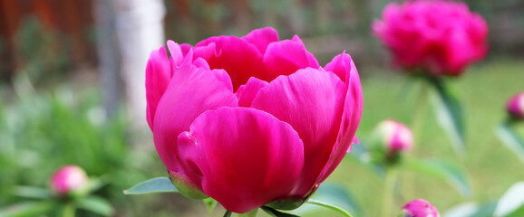 Fototapeta premium pink peonies flowers in the garden