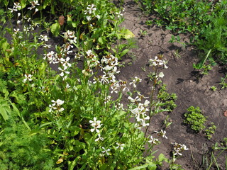 Arugula flower. Eruca sativa plant. Flowering and seed formation. Rucola blossom. Organic farmland Rocket salad in Outdoor ground