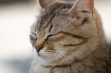 うとうと…　　　キジトラ猫