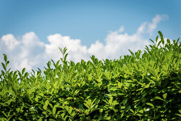 Fototapeta premium Closeup of a Green Hedge on Blue sky with Clouds