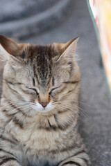 うとうと…　　　キジトラ猫