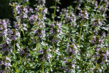 lemon thyme branch in flower