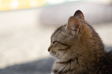 うとうと…　　　キジトラ猫