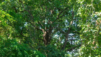 Vegetazione e piante in estate nelle Marche