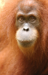 closeup face of a Sumatran Orangutan at Bukit Lawang, North Sumatra, Indonesia
