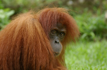 close up photo of a Sumatran Orangutan at Bukit Lawang, North Sumatra, Indonesia