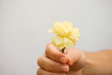 Hand holding a yellow carnation flower in front of the camera. Detail and close up view.