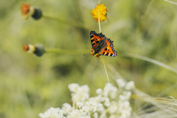 Butterfly urticaria on a flower, summer natural landscape.