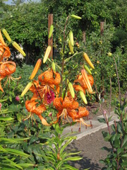 orange lilies in a garden