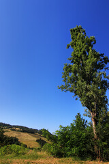 Albero di pioppo in collina si staglia sull’azzurro intenso del cielo in una giornata d’estate