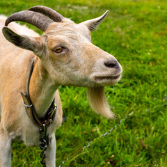 Portrait of a young brown goat in a meadow