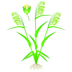 Flowering plant of millet on a white background.