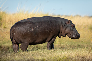 One adult hippo full body side view portrait out of water in Chobe River Botswana