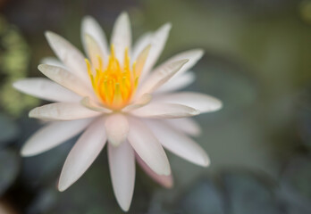 Flor de Loto en La India