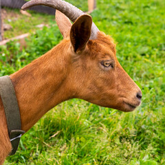 Naklejka na ściany i meble Portrait of a young brown goat in a meadow