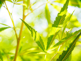 Fototapeta na wymiar Bright sunlight back lights cannabis leaves creating a high key image