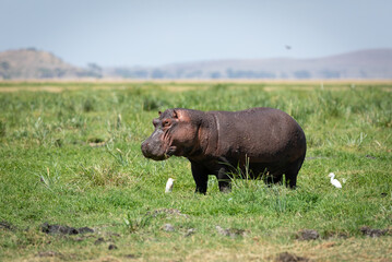 One adult hippo eating grass in Amboseli Kenya