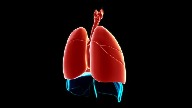 Lungs Human Respiratory System Anatomy For Medical Concept 3D