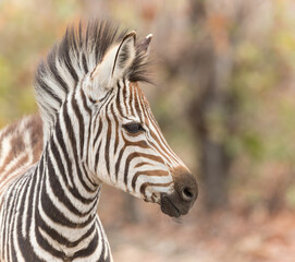 Fototapeta na wymiar Portrait of a baby zebra in Kruger National Park South Africa