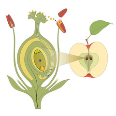 Plant fertilization. From flower to fruits