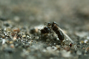 Fight of two ant queens. Macro photo.